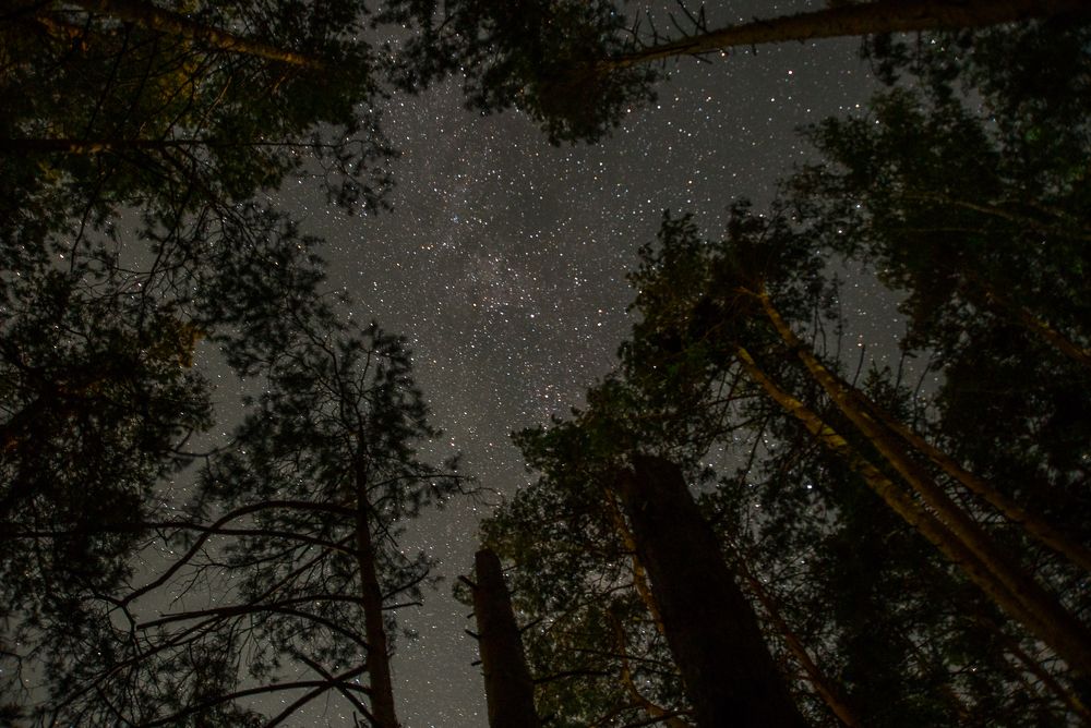 Звездное небо Яльчика или Звезды в сосновом бору