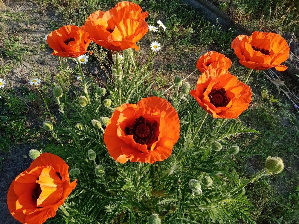 Маки на закате