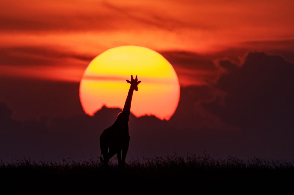 Фотография автора Vishnu Gopal