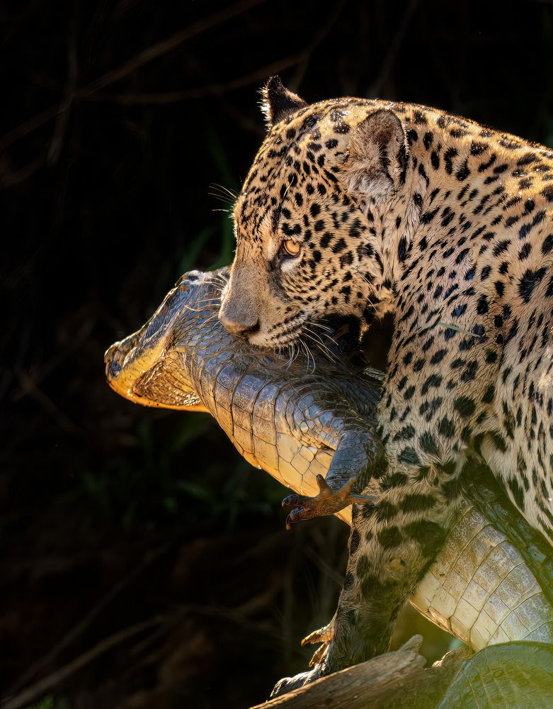 Фотография автора Vishnu Gopal