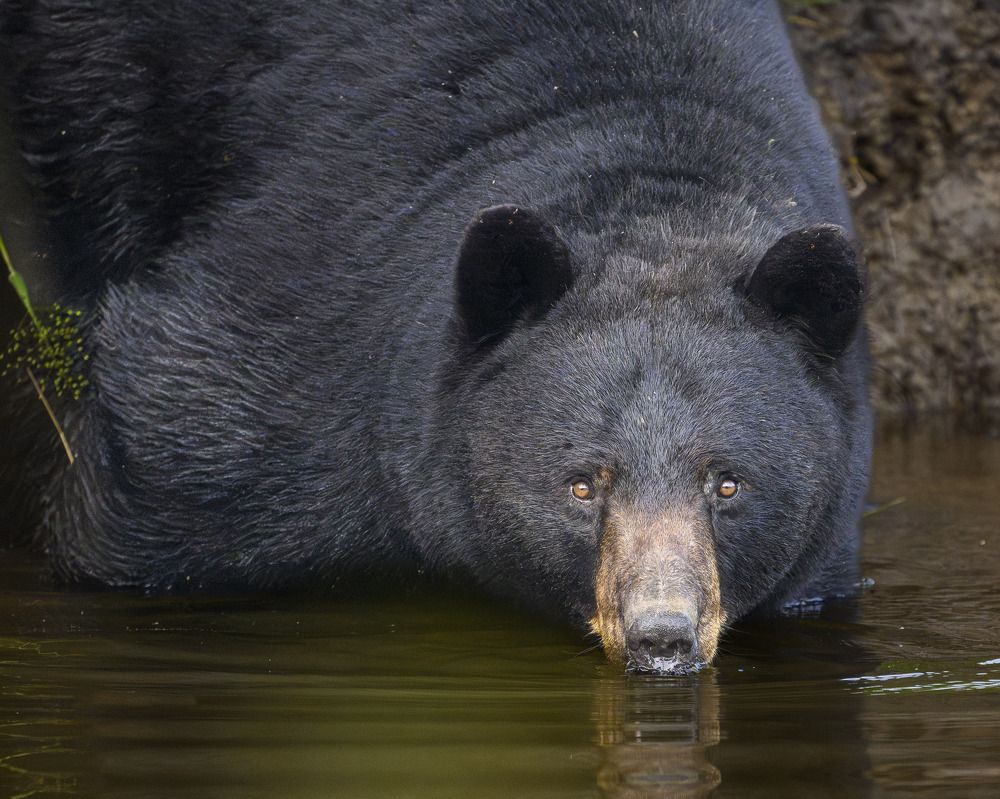 Photograph by Nancy Koch