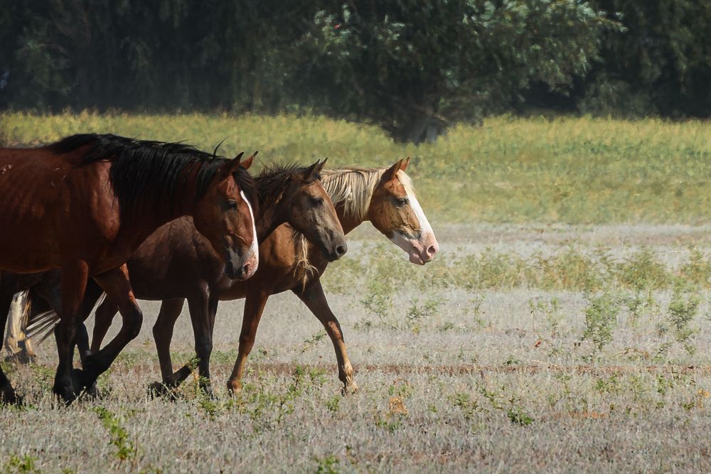 Photograph by Александр Мещеряков
