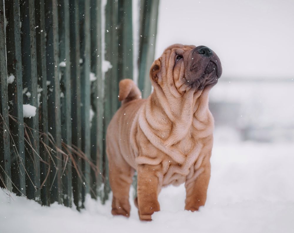 Photograph by Елена Раздвилова