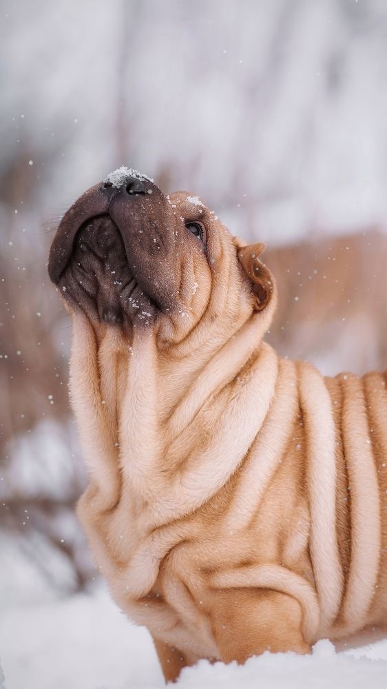 Photograph by Елена Раздвилова