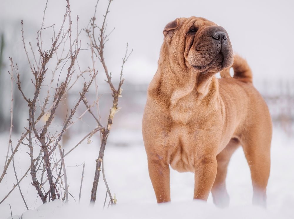 Photograph by Елена Раздвилова