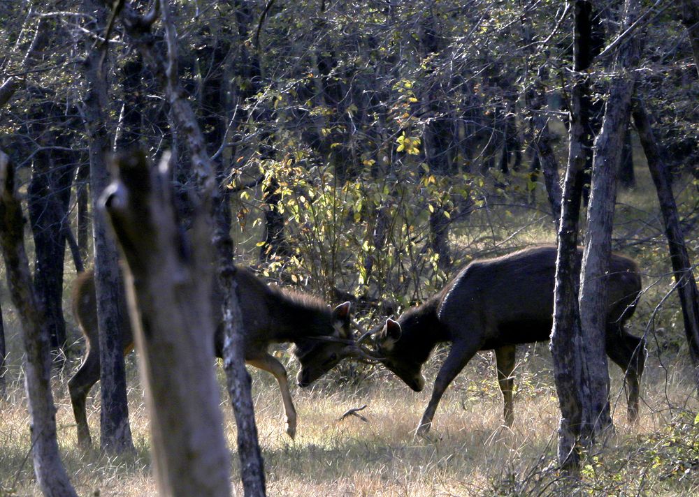 Фотография автора Ghadir Vaghari