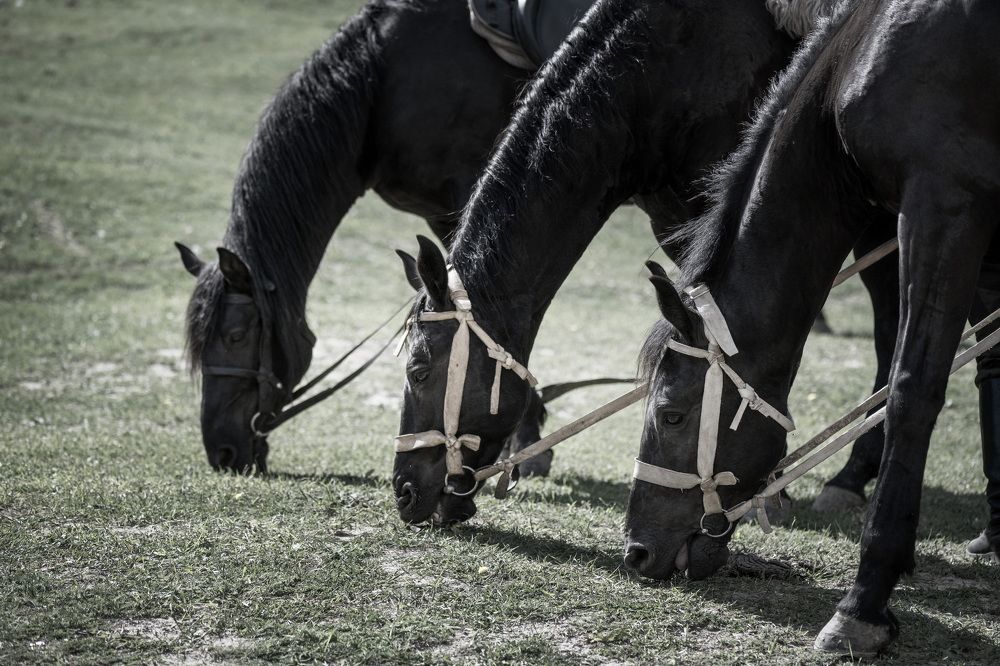 Фотография автора Ахмат Байсиев