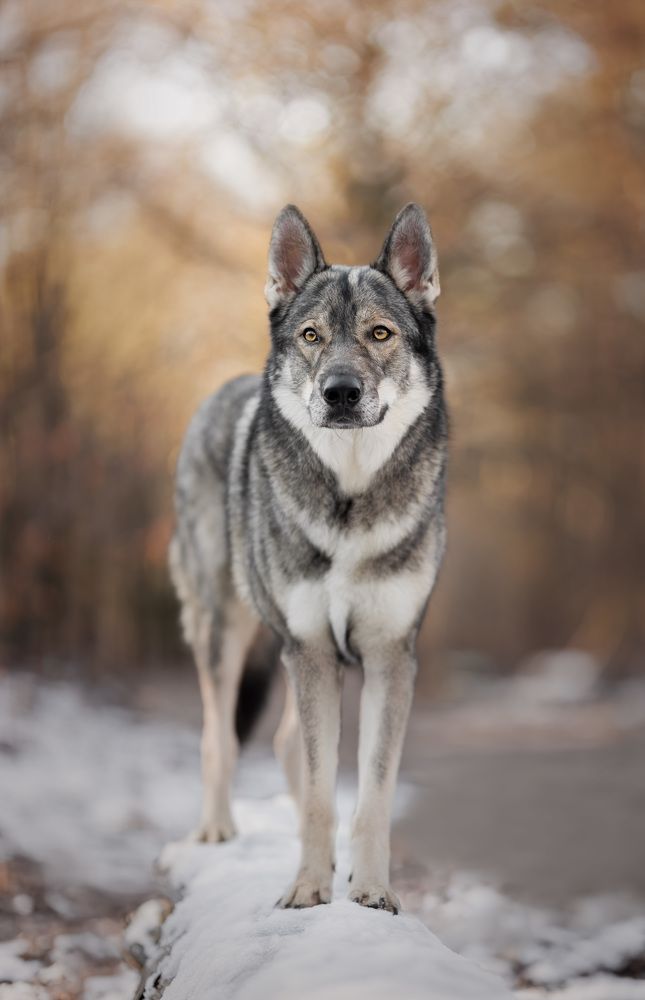 Photograph by Yong Lei van Barlingen