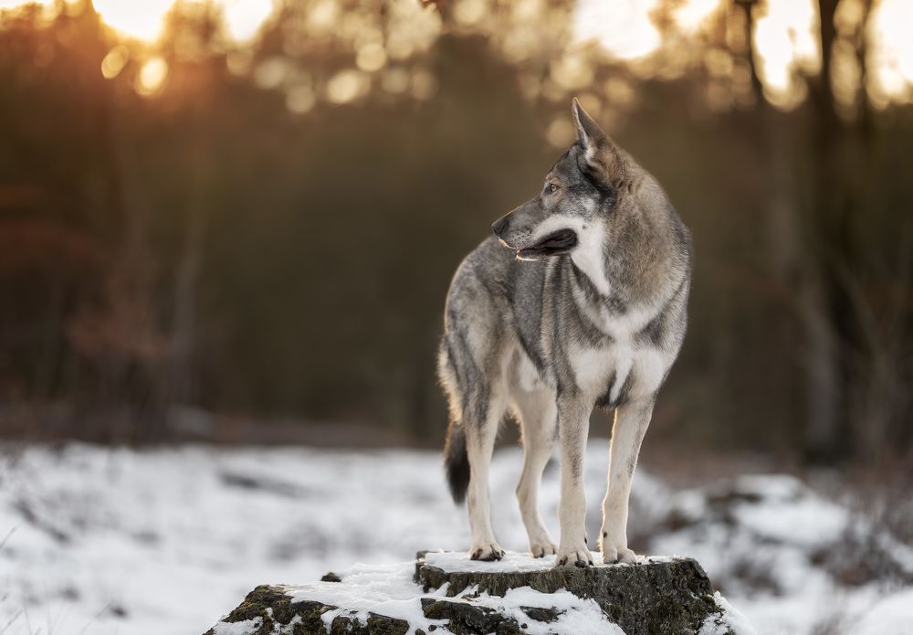 Photograph by Yong Lei van Barlingen