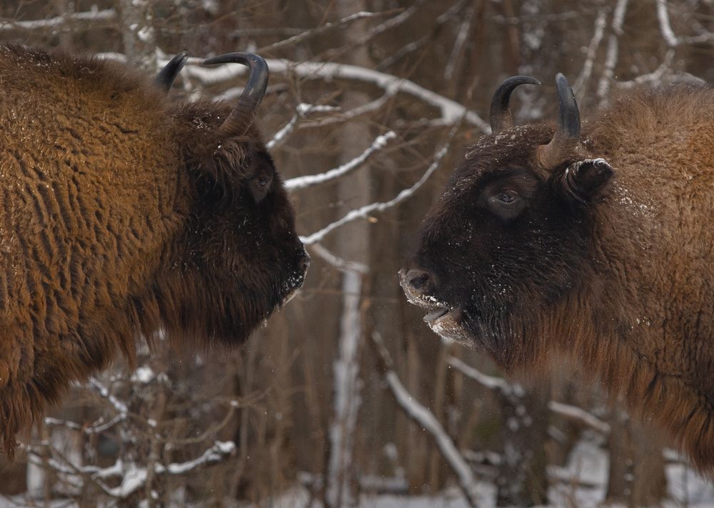 Фотография автора Светлана Зимина