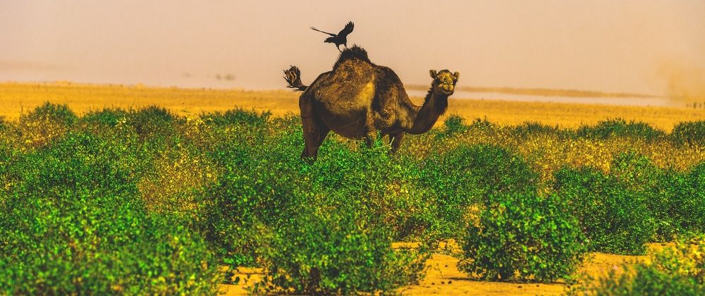 Фотография автора KHALED