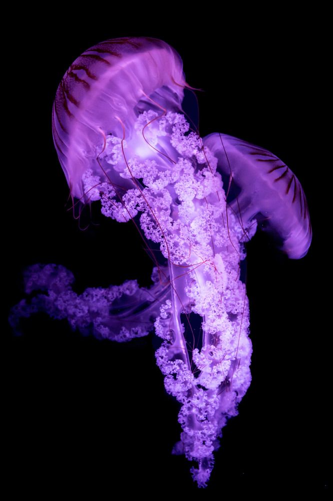 Photograph by Людмила Иващенко