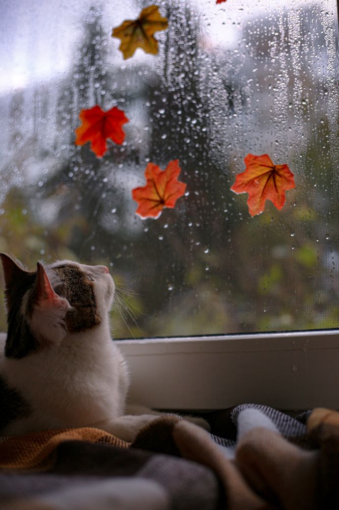 Photograph by Львица Катюша