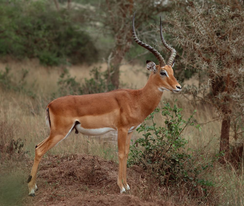 Милая встреча