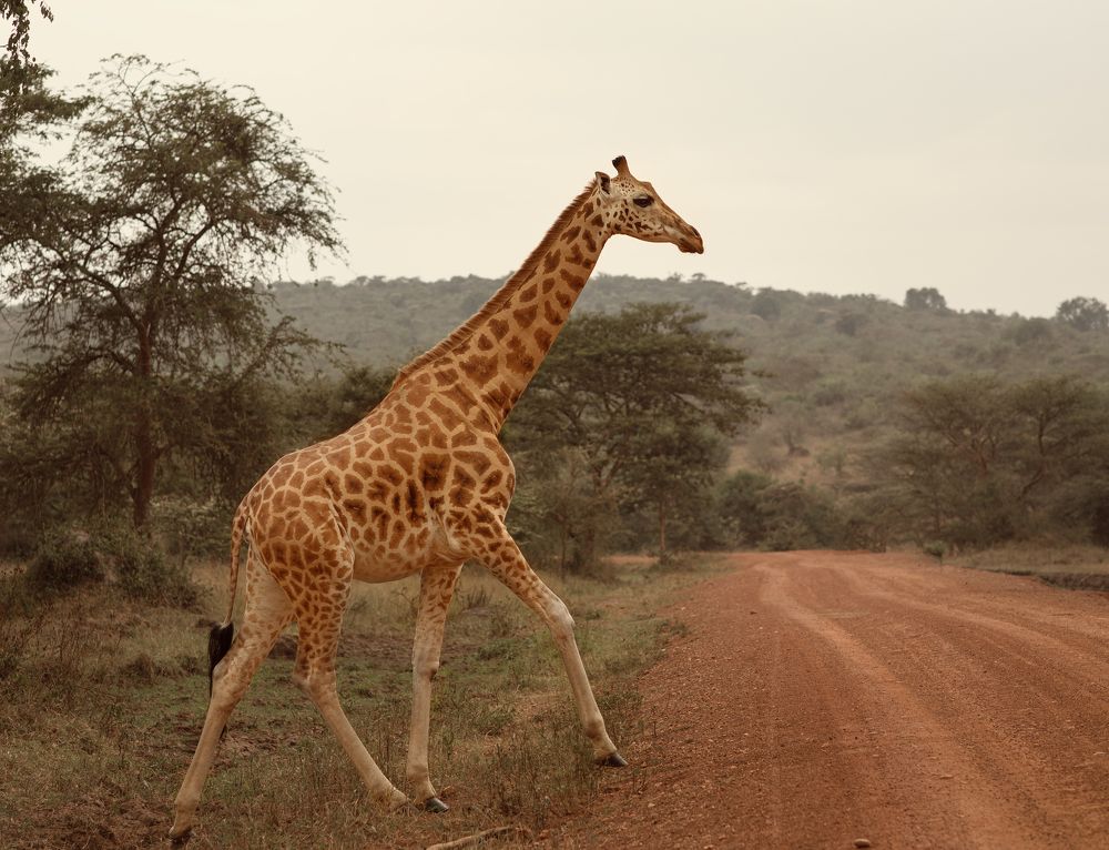 Величественный