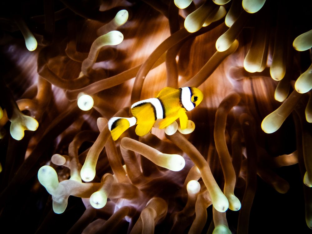 Photograph by Alexander Plakida