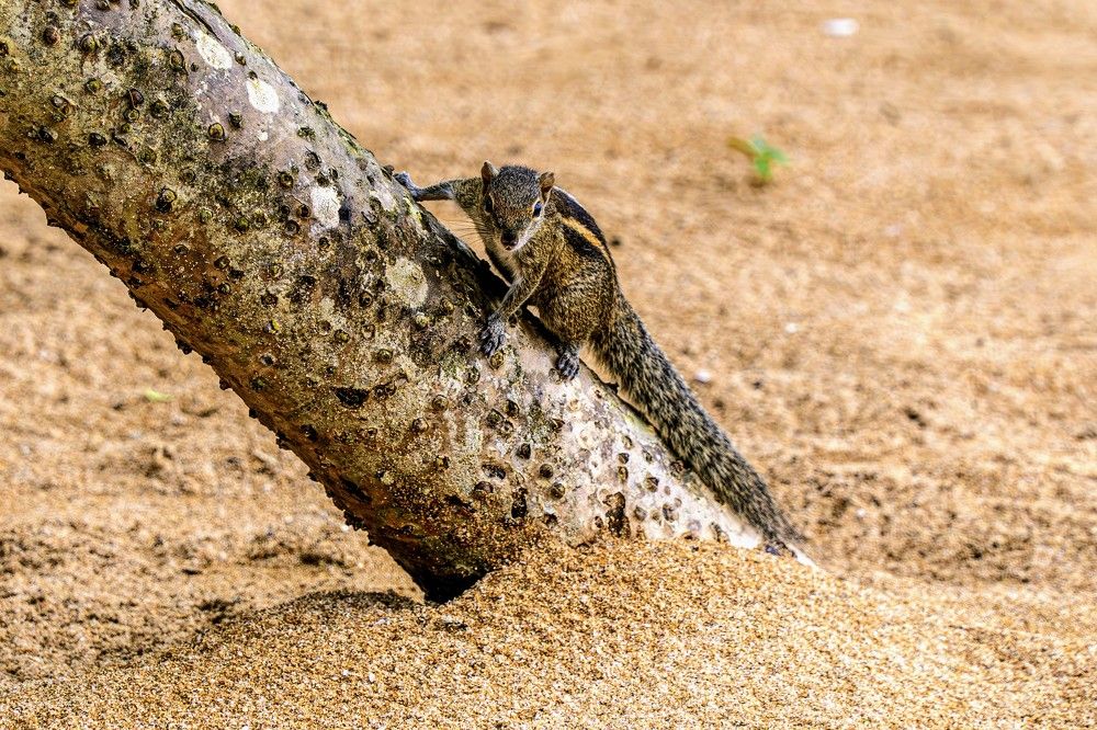 we also collect cookies