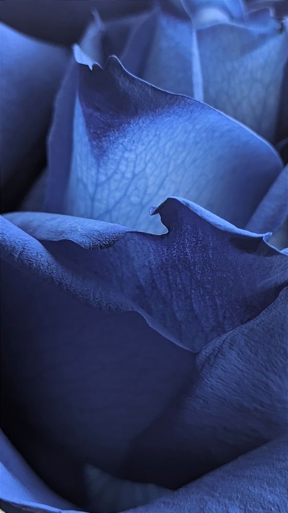 Фотография автора Васильева Ирина