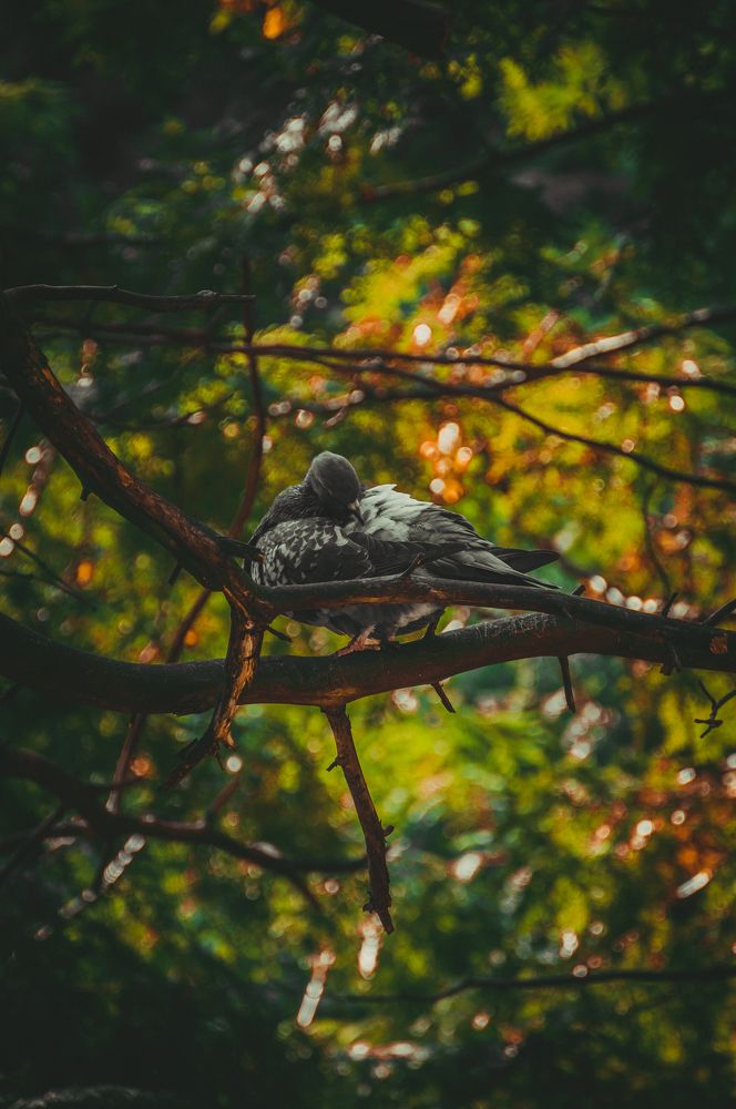 Photograph by Максим Шумченя