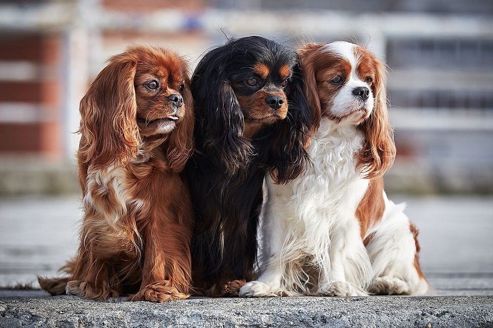 Фотография автора Вострецов Иван