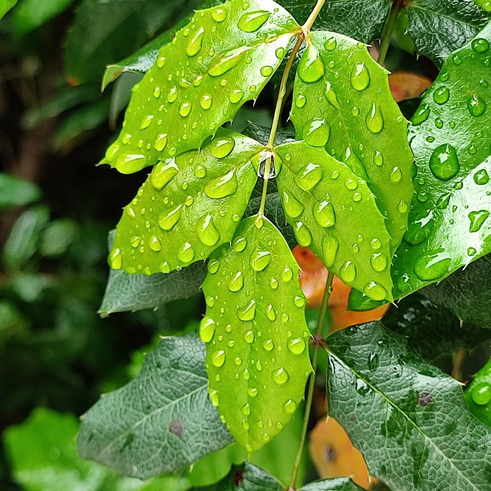 После дождя...