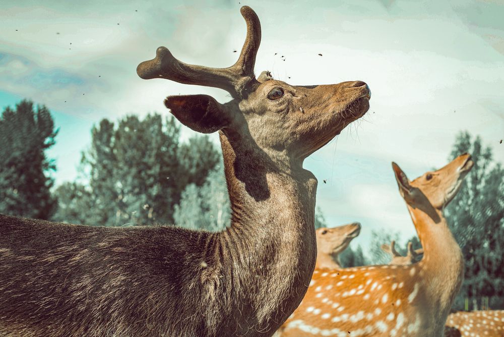 Photograph by Ольга Левакова