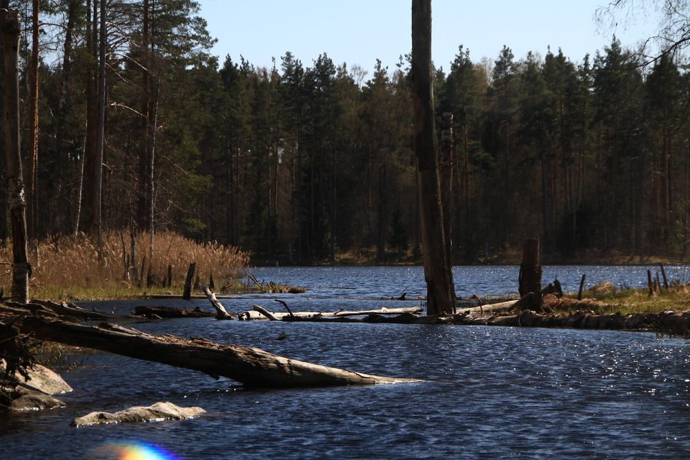 Фотография автора Анастасия Зверева