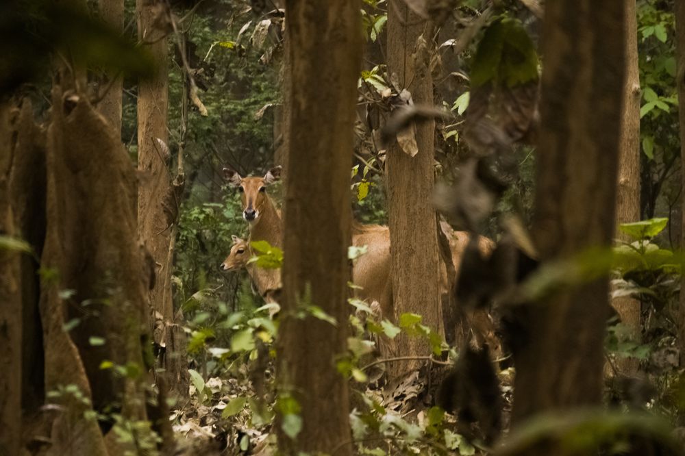 Photograph by Sourav Mahant