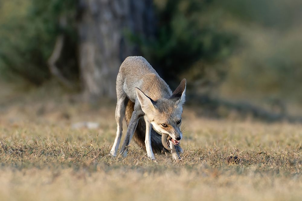 Indian Fox with Spiny Tailed Lizard Kill