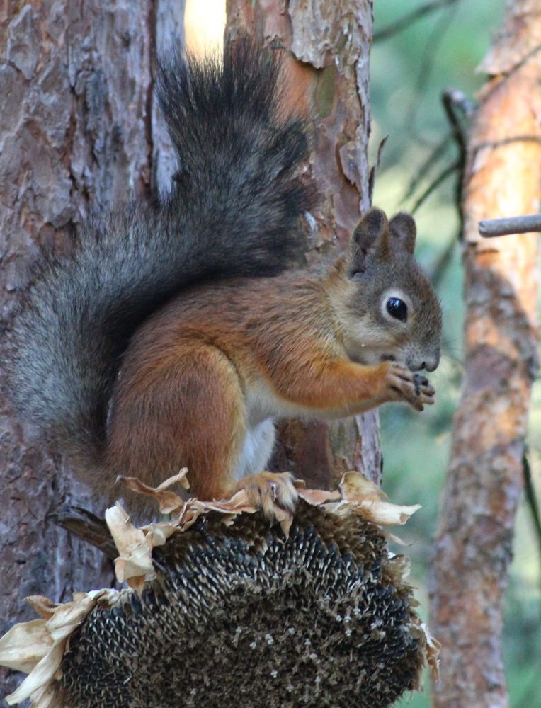 Photograph by Николай Николаевич Леухин