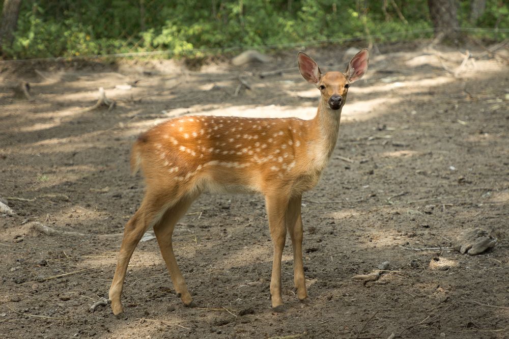 Photograph by Елена Кондратьева