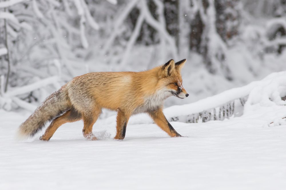 Фотография автора Суслов Дмитрий