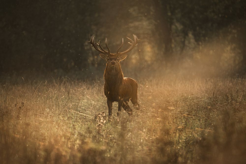 Photograph by Рудченко Ольга