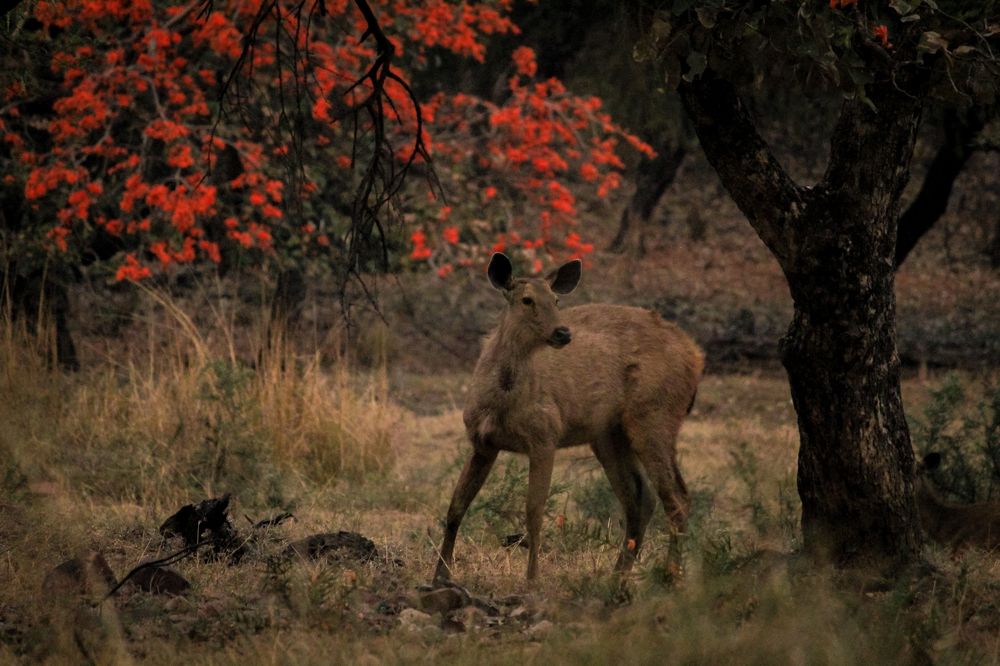 Photograph by Anshuman Tiwari