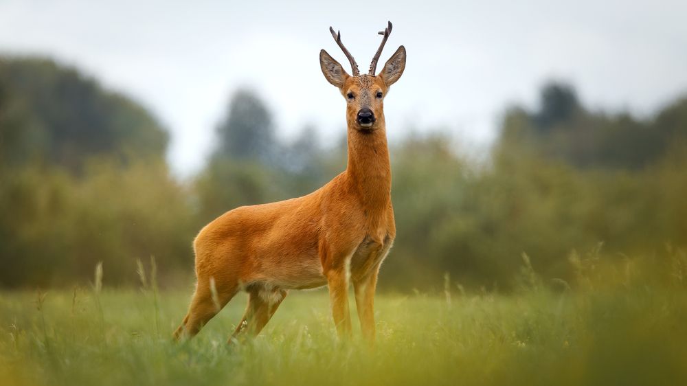 Photograph by Владимир Харук