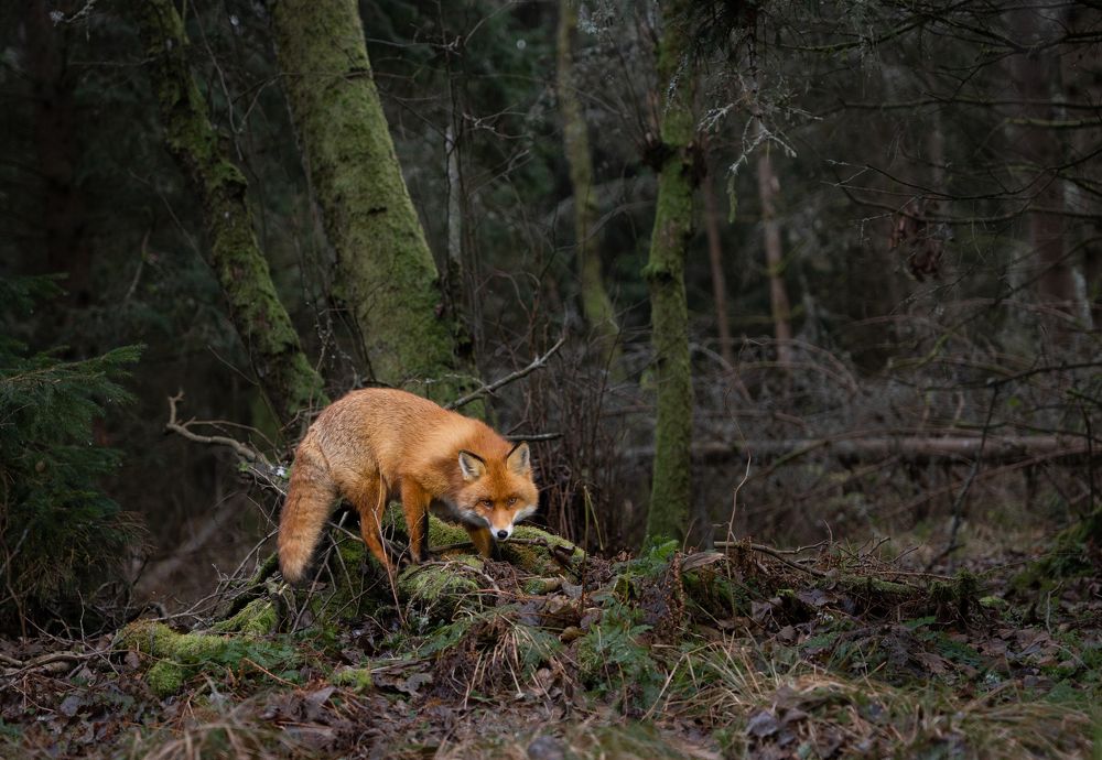 Photograph by Владимир Цветов