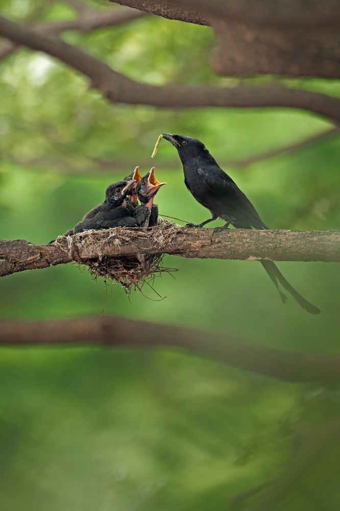 Photograph by Arindam Mallick