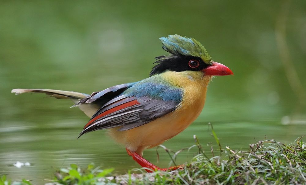 Yellow Breasted Magpie
