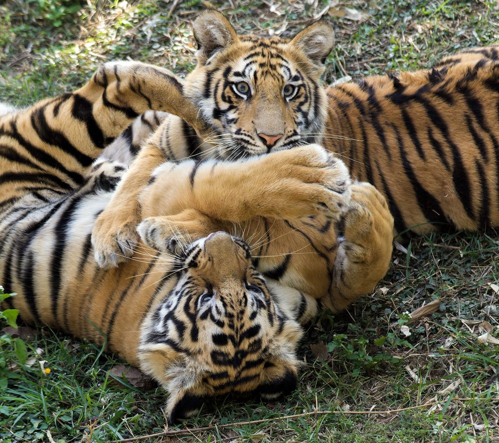 Photograph by Arindam Mallick