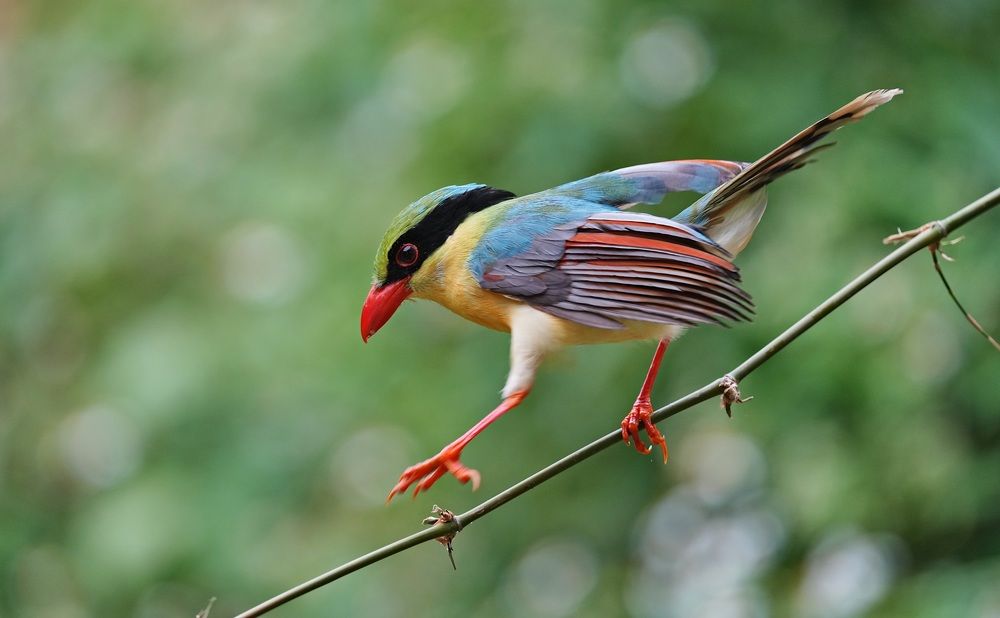 Yellow Breasted Magpie