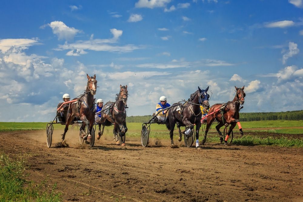 Рысистые бега.