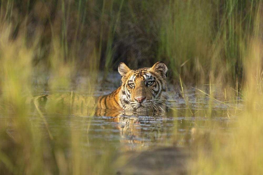 Photograph by Saurabh Dhanorkar