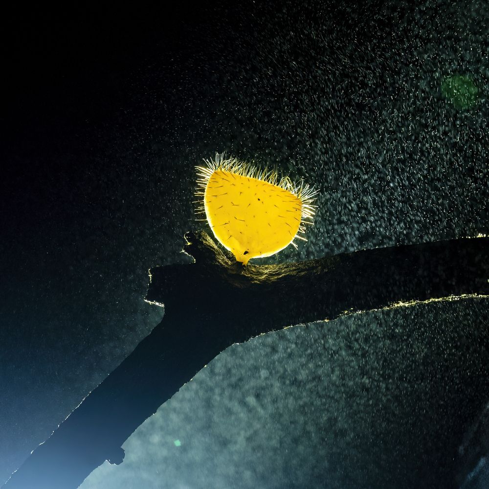 Фотография автора Saurabh Dhanorkar