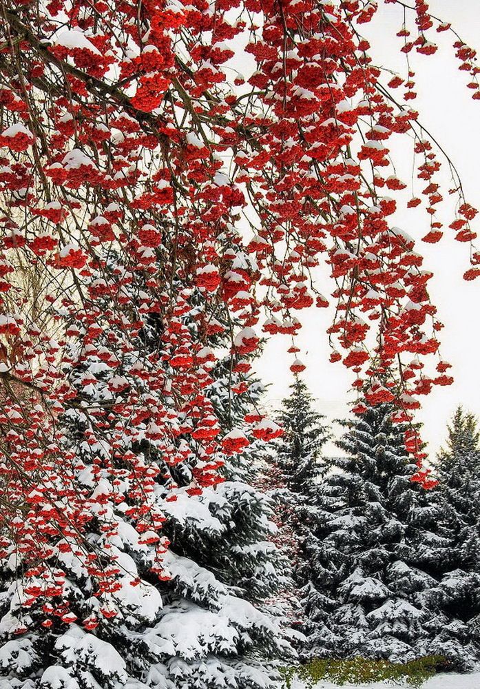 Фотография автора ВЛАДИМИР Тертышник