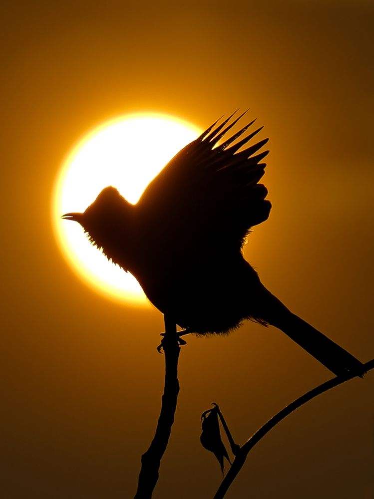 Photograph by Sathya Surya