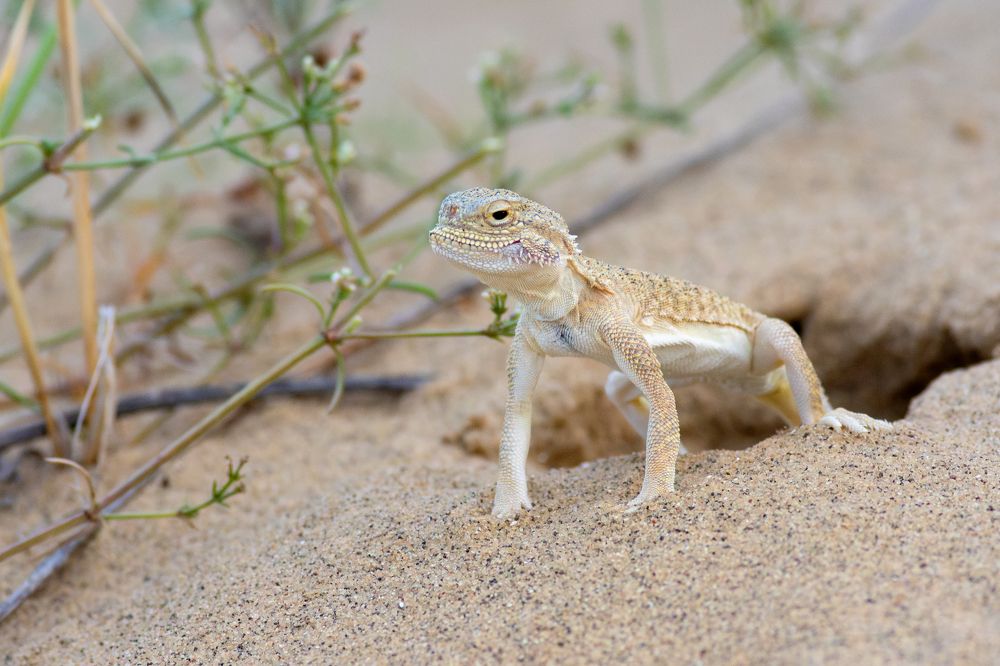 Фотография автора Гурьевских Евгений