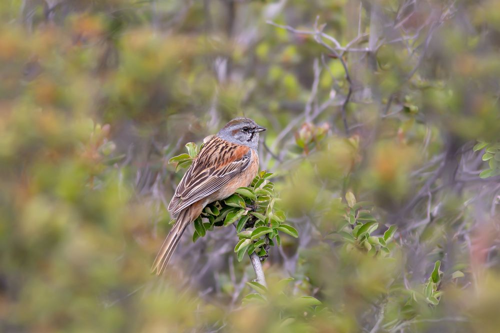 Фотография автора Гурьевских Евгений