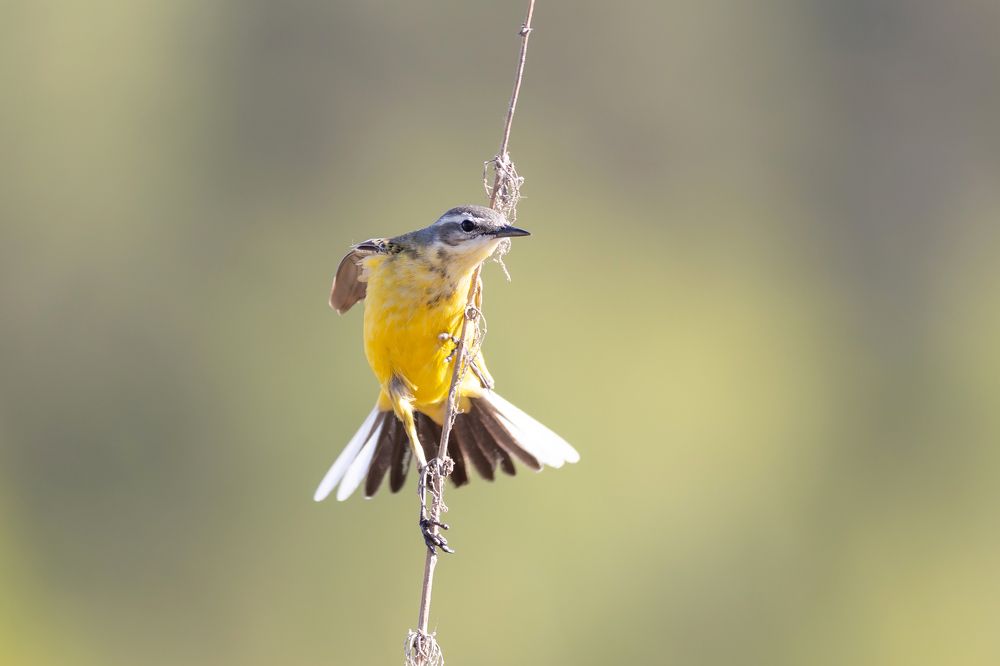 Фотография автора Гурьевских Евгений
