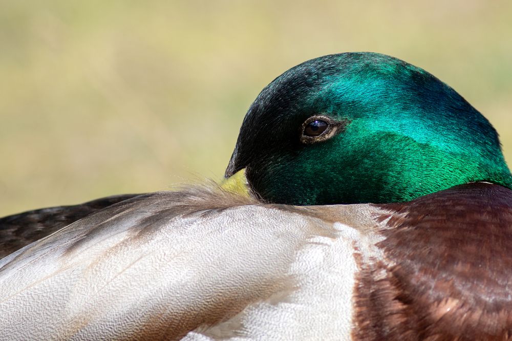 Фотография автора Гурьевских Евгений