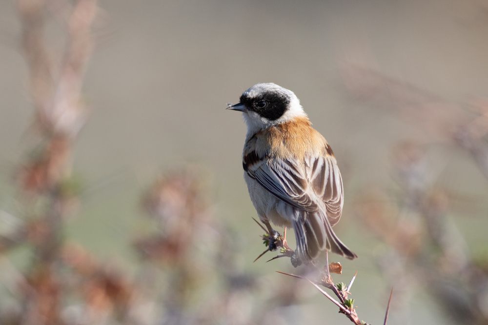 Фотография автора Гурьевских Евгений